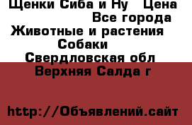 Щенки Сиба и Ну › Цена ­ 35000-85000 - Все города Животные и растения » Собаки   . Свердловская обл.,Верхняя Салда г.